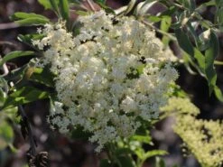 Großfrüchtige Fliederbeere 'Haschberg' -Angebote Blumen Takt Store grossfruechtige fliederbeere haschberg m000081 w 1