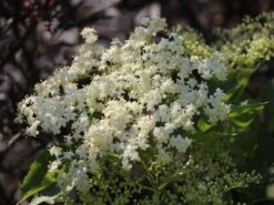 Großfrüchtige Fliederbeere 'Haschberg' -Angebote Blumen Takt Store grossfruechtige fliederbeere haschberg m000081 w 2