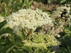 Großfrüchtige Fliederbeere 'Haschberg' -Angebote Blumen Takt Store grossfruechtige fliederbeere haschberg m000081 w 3
