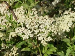 Großfrüchtige Fliederbeere 'Haschberg' -Angebote Blumen Takt Store grossfruechtige fliederbeere haschberg m000081 w 4