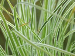 Grünweiße Segge 'Everest' ®