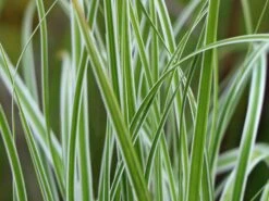 Grünweiße Segge 'Everest' ® -Angebote Blumen Takt Store gruenweisse segge everest m061843 w 0