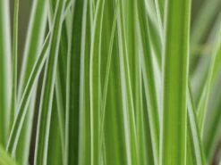 Grünweiße Segge 'Everest' ® -Angebote Blumen Takt Store gruenweisse segge everest m061843 w 1