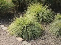 Grünweiße Segge 'Everest' ® -Angebote Blumen Takt Store gruenweisse segge everest m061843 w 3