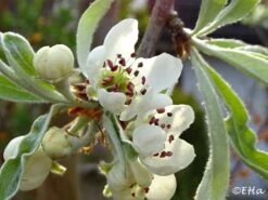 Hängende Wildbirne 'Pendula' 37 Hängende Wildbirne 'Pendula' -Angebote Blumen Takt Store haengende wildbirne pendula m069463 930812 0