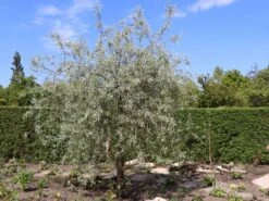 Hängende Wildbirne 'Pendula'