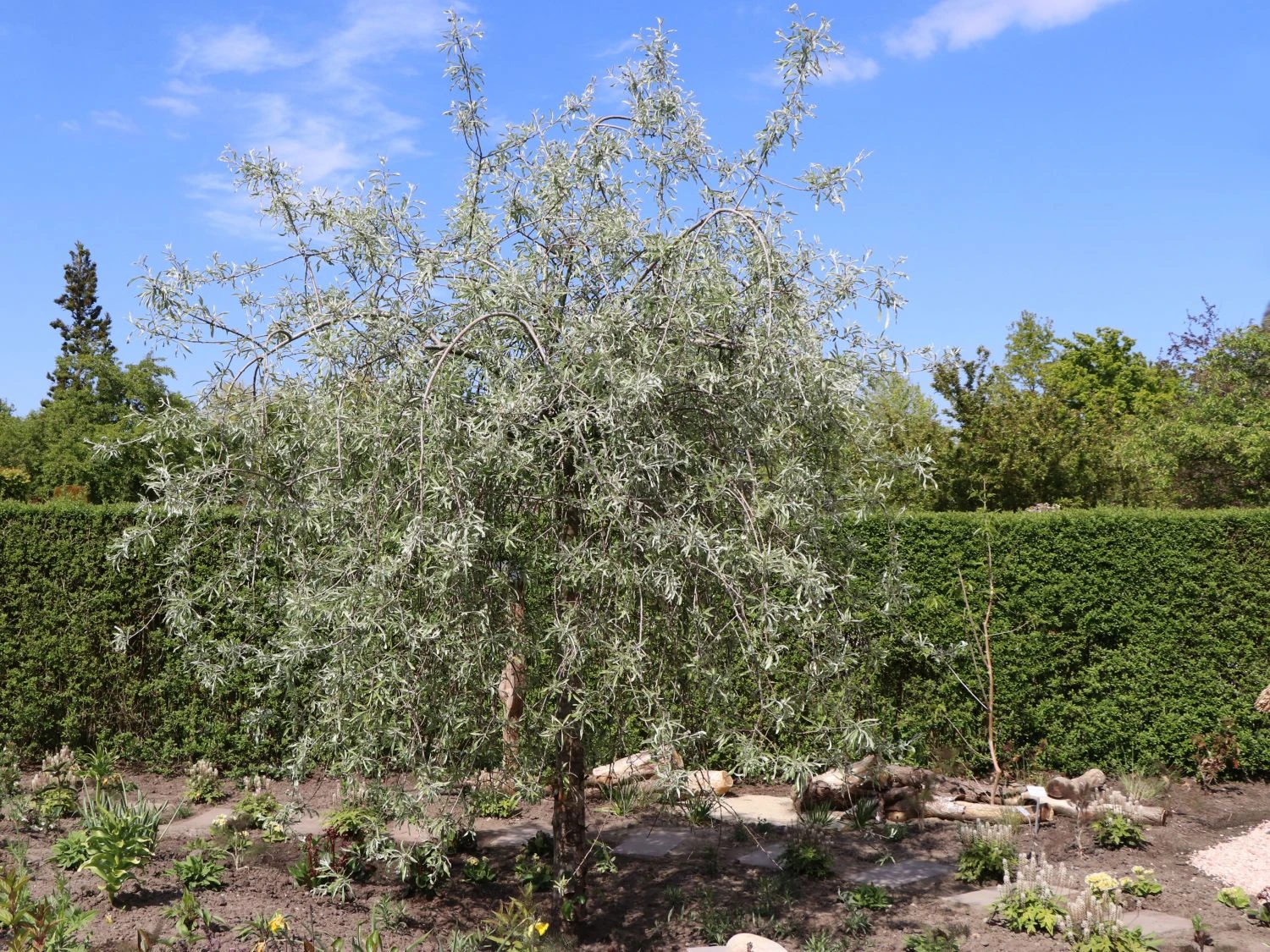 Hängende Wildbirne 'Pendula' 3 Hängende Wildbirne 'Pendula'