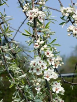 Hängende Wildbirne 'Pendula' 30 Hängende Wildbirne 'Pendula' -Angebote Blumen Takt Store haengende wildbirne pendula m069463 w 0