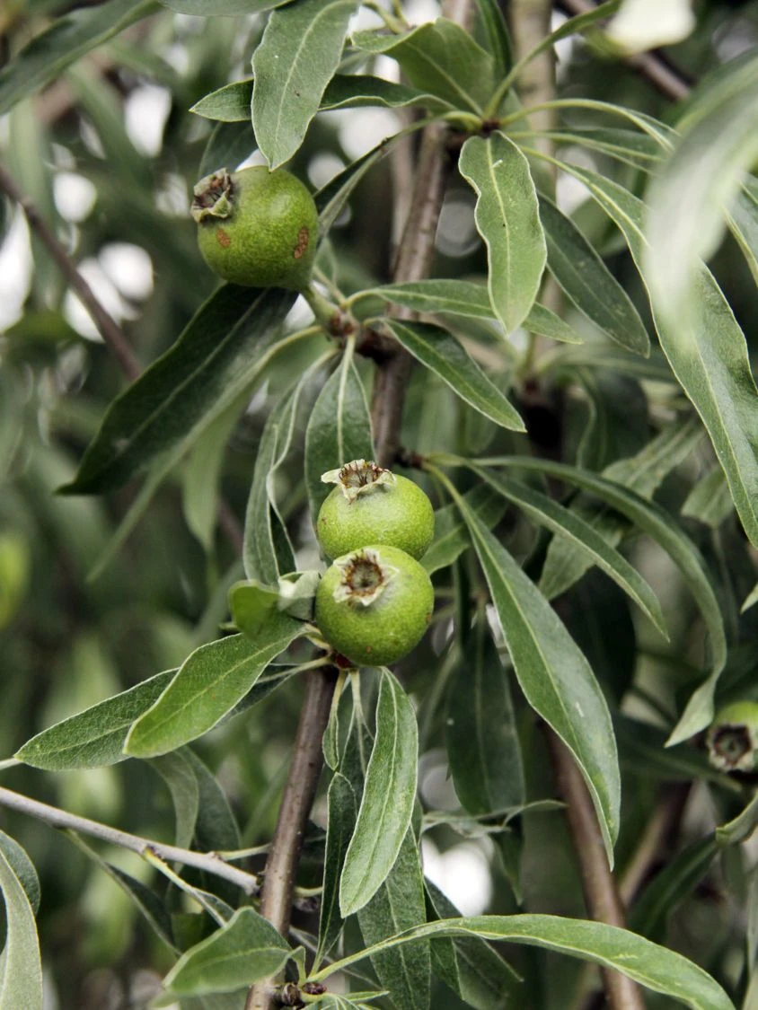 Hängende Wildbirne 'Pendula' 16 Hängende Wildbirne 'Pendula' – Bild 14