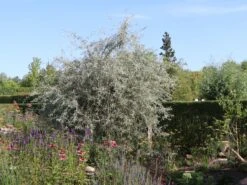 Hängende Wildbirne 'Pendula' 28 Hängende Wildbirne 'Pendula' -Angebote Blumen Takt Store haengende wildbirne pendula m069463 w 11