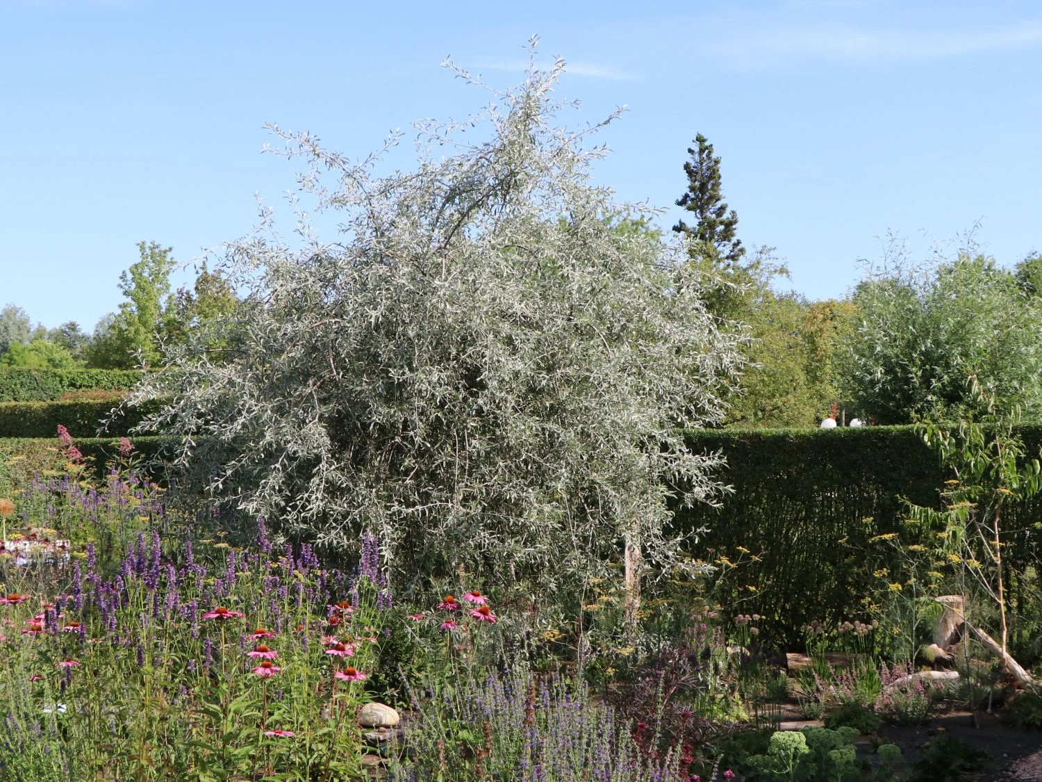 Hängende Wildbirne 'Pendula' 11 Hängende Wildbirne 'Pendula' – Bild 9