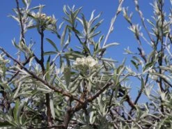 Hängende Wildbirne 'Pendula' 27 Hängende Wildbirne 'Pendula' -Angebote Blumen Takt Store haengende wildbirne pendula m069463 w 13