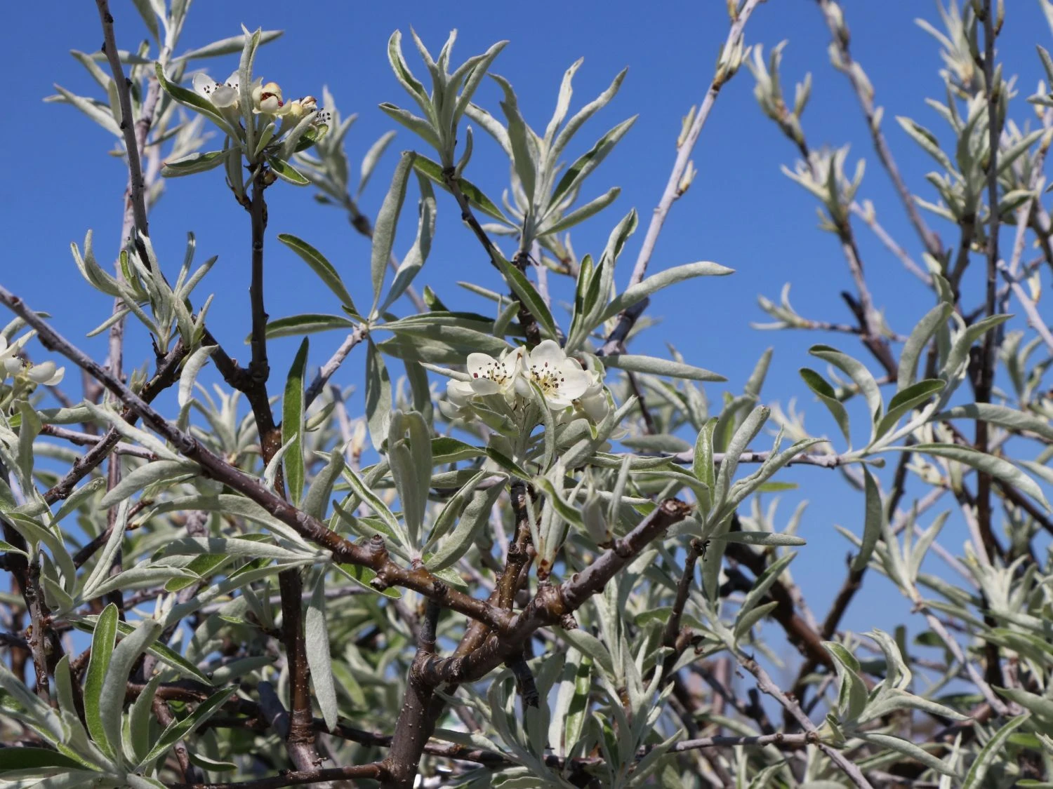Hängende Wildbirne 'Pendula' 10 Hängende Wildbirne 'Pendula' – Bild 8