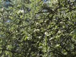 Hängende Wildbirne 'Pendula' 34 Hängende Wildbirne 'Pendula' -Angebote Blumen Takt Store haengende wildbirne pendula m069463 w 15