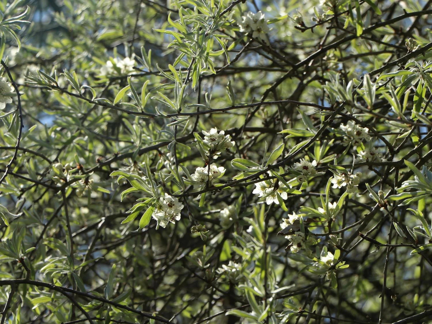 Hängende Wildbirne 'Pendula' 17 Hängende Wildbirne 'Pendula' – Bild 15