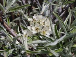 Hängende Wildbirne 'Pendula' 22 Hängende Wildbirne 'Pendula' -Angebote Blumen Takt Store haengende wildbirne pendula m069463 w 2