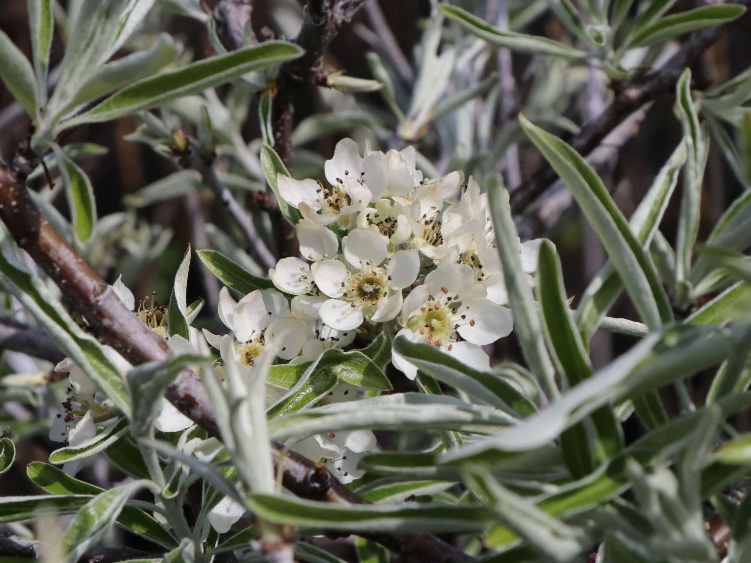 Hängende Wildbirne 'Pendula' 5 Hängende Wildbirne 'Pendula' – Bild 3