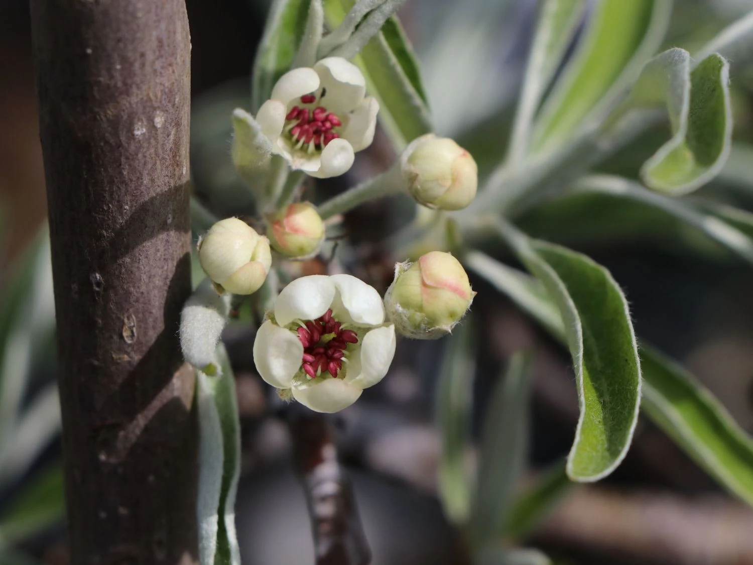 Hängende Wildbirne 'Pendula' 4 Hängende Wildbirne 'Pendula' – Bild 2