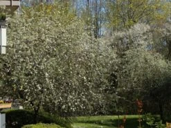 Hängende Wildbirne 'Pendula' 32 Hängende Wildbirne 'Pendula' -Angebote Blumen Takt Store haengende wildbirne pendula m069463 w 4