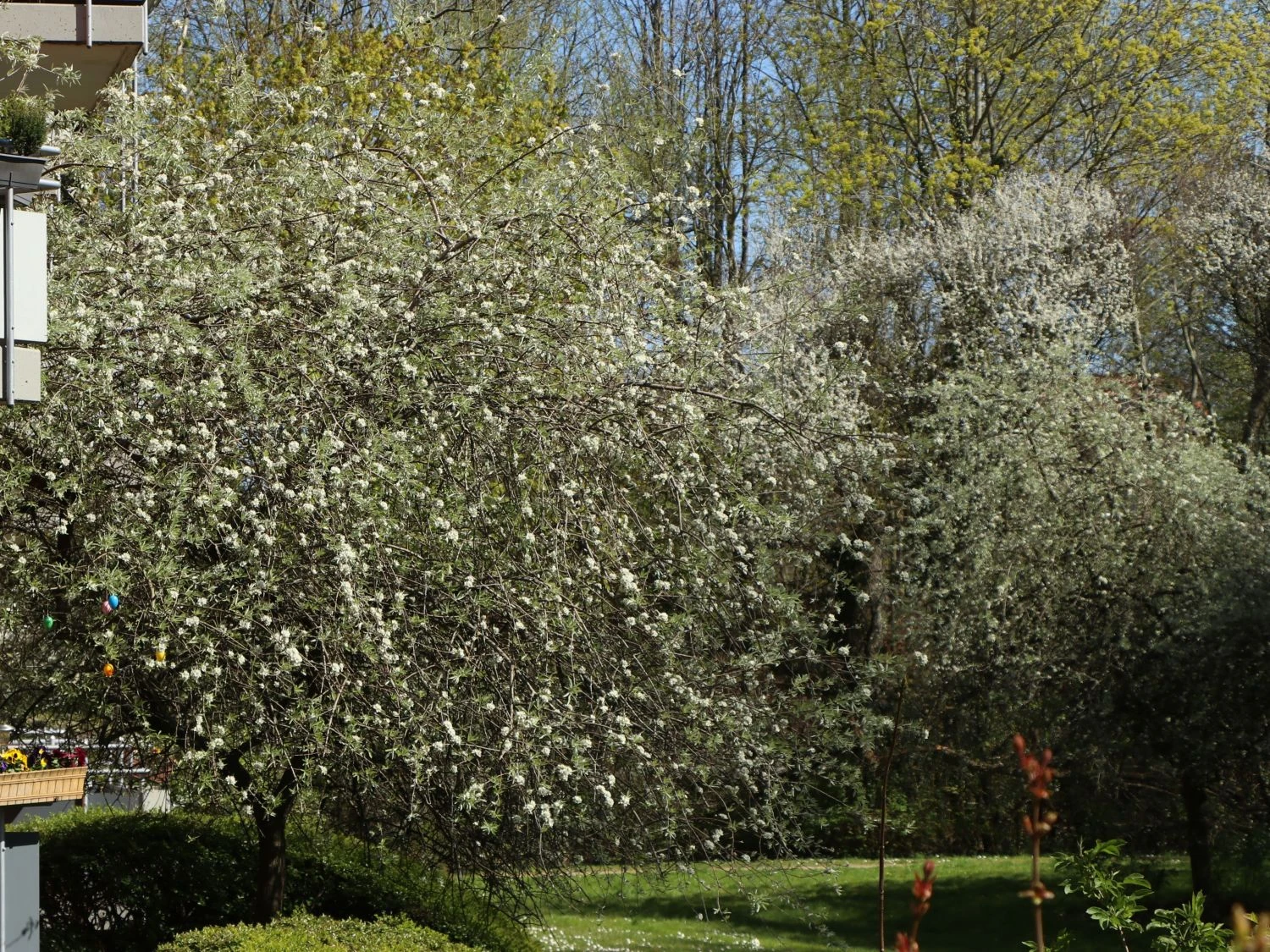 Hängende Wildbirne 'Pendula' 15 Hängende Wildbirne 'Pendula' – Bild 13