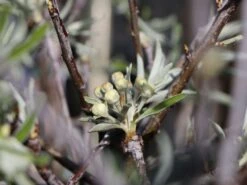 Hängende Wildbirne 'Pendula' 23 Hängende Wildbirne 'Pendula' -Angebote Blumen Takt Store haengende wildbirne pendula m069463 w 5