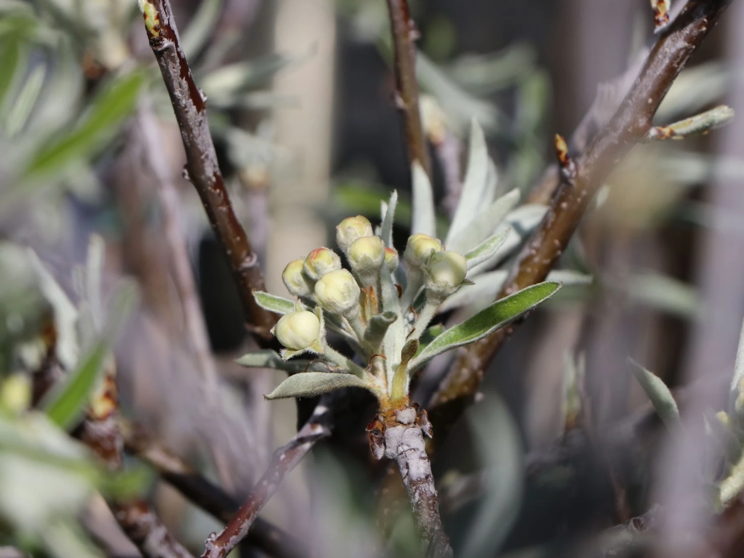 Hängende Wildbirne 'Pendula' 6 Hängende Wildbirne 'Pendula' – Bild 4