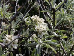 Hängende Wildbirne 'Pendula' 24 Hängende Wildbirne 'Pendula' -Angebote Blumen Takt Store haengende wildbirne pendula m069463 w 6