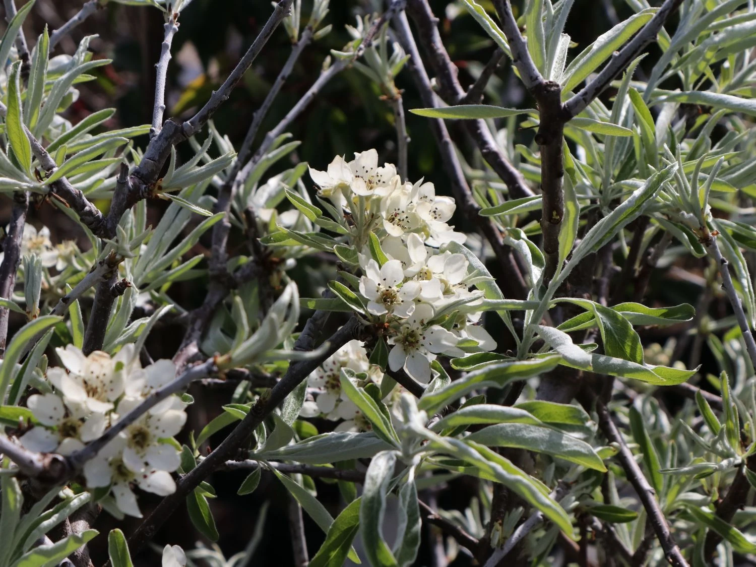 Hängende Wildbirne 'Pendula' 7 Hängende Wildbirne 'Pendula' – Bild 5