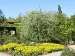 Hängende Wildbirne 'Pendula' 35 Hängende Wildbirne 'Pendula' -Angebote Blumen Takt Store haengende wildbirne pendula m069463 w 7