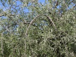 Hängende Wildbirne 'Pendula' 26 Hängende Wildbirne 'Pendula' -Angebote Blumen Takt Store haengende wildbirne pendula m069463 w 8