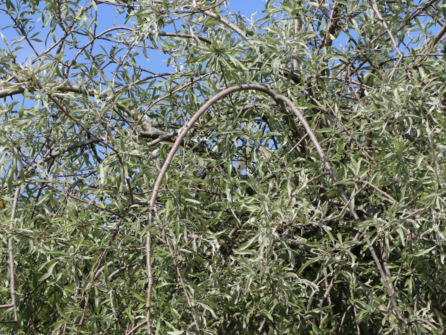 Hängende Wildbirne 'Pendula' 9 Hängende Wildbirne 'Pendula' – Bild 7