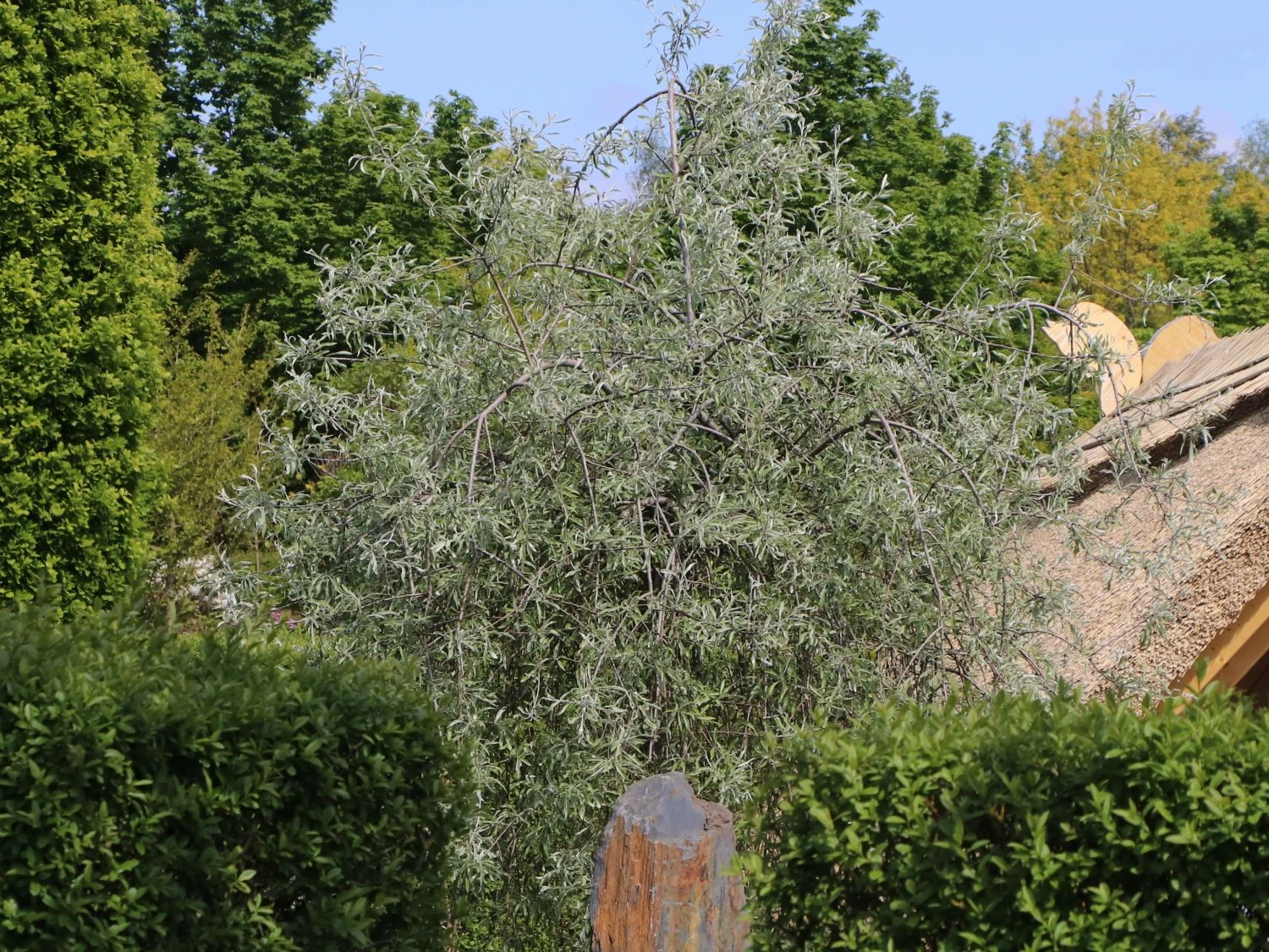 Hängende Wildbirne 'Pendula' 8 Hängende Wildbirne 'Pendula' – Bild 6