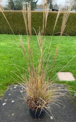 Halbhoher Chinaschilf 'Yakushima Dwarf' -Angebote Blumen Takt Store halbhoher chinaschilf yakushima dwarf m059568 638475 0