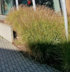 Halbhoher Chinaschilf 'Yakushima Dwarf' -Angebote Blumen Takt Store halbhoher chinaschilf yakushima dwarf m059568 638475 1