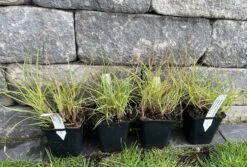 Halbhoher Chinaschilf 'Yakushima Dwarf' -Angebote Blumen Takt Store halbhoher chinaschilf yakushima dwarf m059568 638475 2