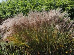 Halbhoher Chinaschilf 'Yakushima Dwarf' -Angebote Blumen Takt Store halbhoher chinaschilf yakushima dwarf m059568 w 1