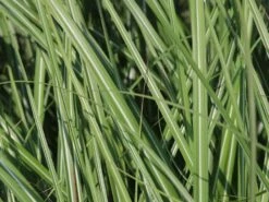 Halbhoher Chinaschilf 'Yakushima Dwarf' -Angebote Blumen Takt Store halbhoher chinaschilf yakushima dwarf m059568 w 2
