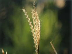 Halbhoher Chinaschilf 'Yakushima Dwarf' -Angebote Blumen Takt Store halbhoher chinaschilf yakushima dwarf m059568 w 3
