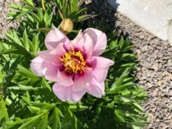 Halbstrauchige Pfingstrose 'Cora Louise' 17 Halbstrauchige Pfingstrose 'Cora Louise' -Angebote Blumen Takt Store halbstrauchige pfingstrose cora louise m071343 1003631 0