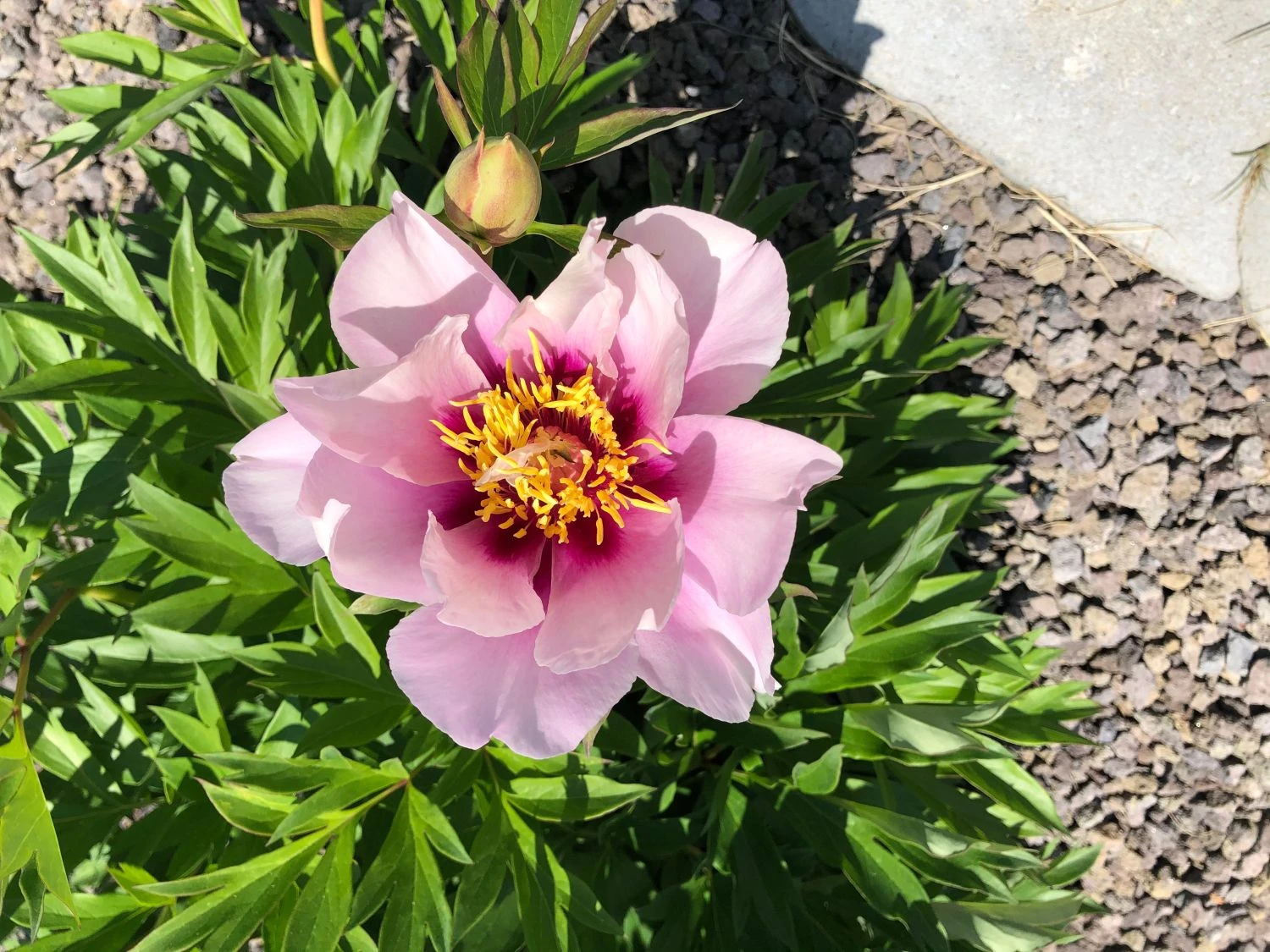 Halbstrauchige Pfingstrose 'Cora Louise' 10 Halbstrauchige Pfingstrose 'Cora Louise' – Bild 8