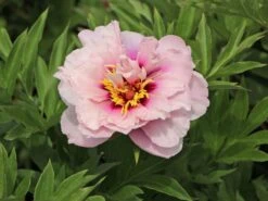 Halbstrauchige Pfingstrose 'Cora Louise' 15 Halbstrauchige Pfingstrose 'Cora Louise' -Angebote Blumen Takt Store halbstrauchige pfingstrose cora louise m071343 w 1