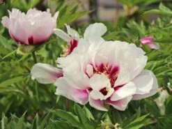 Halbstrauchige Pfingstrose 'Cora Louise' 12 Halbstrauchige Pfingstrose 'Cora Louise' -Angebote Blumen Takt Store halbstrauchige pfingstrose cora louise m071343 w 2