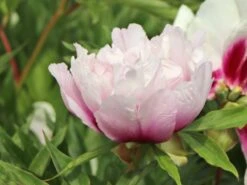 Halbstrauchige Pfingstrose 'Cora Louise' 13 Halbstrauchige Pfingstrose 'Cora Louise' -Angebote Blumen Takt Store halbstrauchige pfingstrose cora louise m071343 w 3