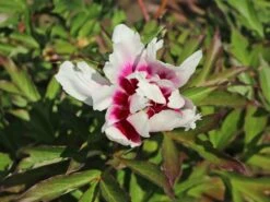 Halbstrauchige Pfingstrose 'Cora Louise' 16 Halbstrauchige Pfingstrose 'Cora Louise' -Angebote Blumen Takt Store halbstrauchige pfingstrose cora louise m071343 w 4