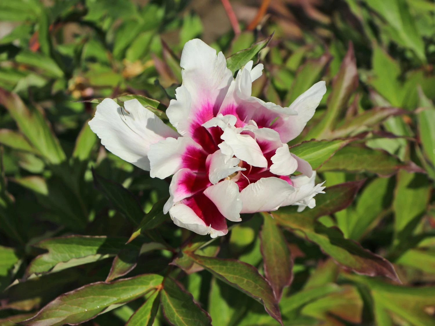 Halbstrauchige Pfingstrose 'Cora Louise' 9 Halbstrauchige Pfingstrose 'Cora Louise' – Bild 7