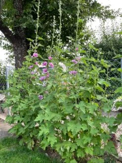 Halbstrauchige Stockrose 'Parkrondell' -Angebote Blumen Takt Store halbstrauchige stockrose parkrondell m057610 1053075 1