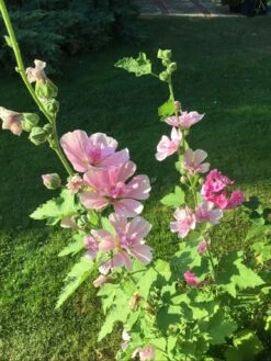 Halbstrauchige Stockrose 'Parkrondell' -Angebote Blumen Takt Store halbstrauchige stockrose parkrondell m057610 1344442 0