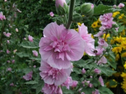 Halbstrauchige Stockrose 'Parkrondell' -Angebote Blumen Takt Store halbstrauchige stockrose parkrondell m057610 551380 0