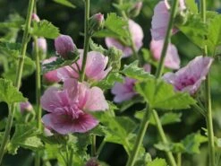Halbstrauchige Stockrose 'Parkrondell' -Angebote Blumen Takt Store halbstrauchige stockrose parkrondell m057610 w 0