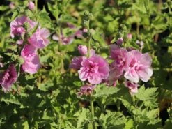 Halbstrauchige Stockrose 'Parkrondell' -Angebote Blumen Takt Store halbstrauchige stockrose parkrondell m057610 w 1